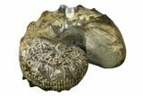 Iridescent Ammonite (Jeletzkytes) Fossil - South Dakota #180804-3